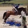 2dutchwarmblood